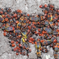 Dindymus versicolor (Harlequin Bug) at Majura, ACT - 26 Sep 2020 by TimL