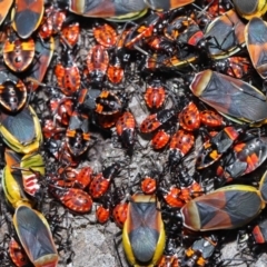 Dindymus versicolor at Majura, ACT - 26 Sep 2020