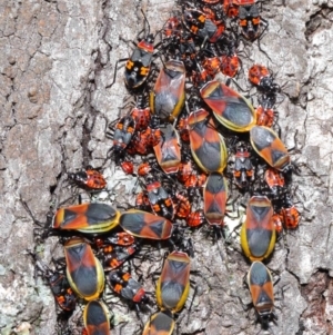 Dindymus versicolor at Majura, ACT - 26 Sep 2020 11:29 AM