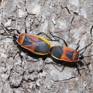 Dindymus versicolor at Majura, ACT - 26 Sep 2020 11:29 AM