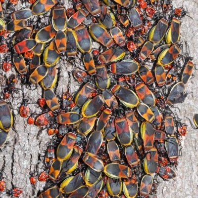 Dindymus versicolor (Harlequin Bug) at Mount Majura - 26 Sep 2020 by TimL