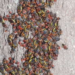 Dindymus versicolor at Majura, ACT - 26 Sep 2020 11:30 AM