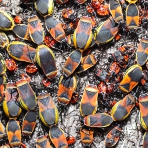 Dindymus versicolor at Majura, ACT - 26 Sep 2020