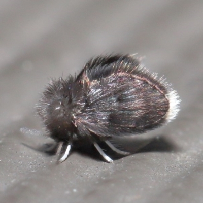 Psychodidae sp. (family) (Moth Fly, Drain Fly) at Downer, ACT - 27 Sep 2020 by TimL