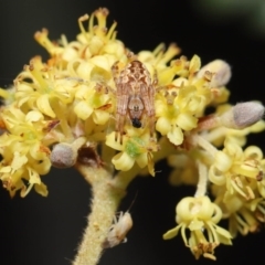 Salsa fuliginata at Downer, ACT - 27 Sep 2020 12:44 PM