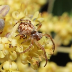 Salsa fuliginata at Downer, ACT - 27 Sep 2020 12:44 PM