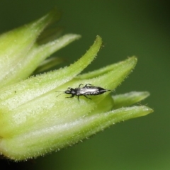 Thysanoptera (order) (Thrips) at Acton, ACT - 18 Sep 2020 by TimL