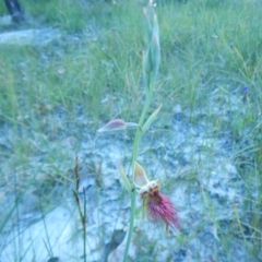 Calochilus paludosus (Strap Beard Orchid) at Bawley Point, NSW - 29 Sep 2020 by GLemann