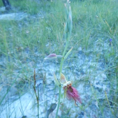 Calochilus paludosus (Strap Beard Orchid) at Meroo National Park - 29 Sep 2020 by GLemann