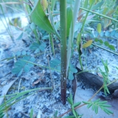 Calochilus paludosus at Bawley Point, NSW - suppressed