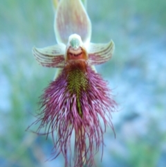 Calochilus paludosus at Bawley Point, NSW - suppressed