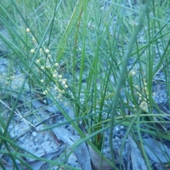 Lomandra cylindrica (Needle Mat-rush) at Bawley Point, NSW - 29 Sep 2020 by GLemann