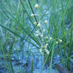 Lomandra cylindrica at Bawley Point, NSW - 29 Sep 2020