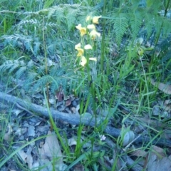 Diuris aurea (Golden Donkey Orchid) at Meroo National Park - 29 Sep 2020 by GLemann