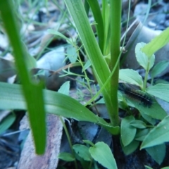 Diuris aurea at Bawley Point, NSW - 29 Sep 2020