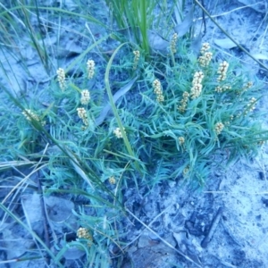 Lomandra obliqua at Bawley Point, NSW - 29 Sep 2020 05:57 PM