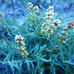 Lomandra obliqua at Bawley Point, NSW - 29 Sep 2020