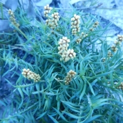 Lomandra obliqua at Bawley Point, NSW - 29 Sep 2020