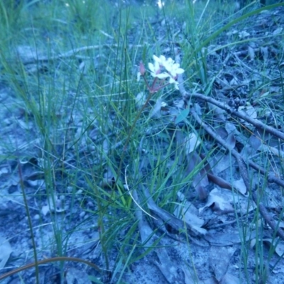 Burchardia umbellata (Milkmaids) at Bawley Point, NSW - 29 Sep 2020 by GLemann