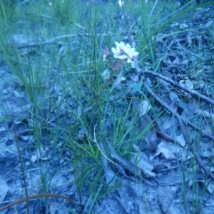 Burchardia umbellata at Bawley Point, NSW - 29 Sep 2020