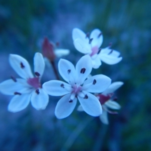 Burchardia umbellata at Bawley Point, NSW - 29 Sep 2020 05:58 PM