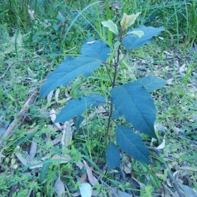 Unidentified Plant at Meroo National Park - 29 Sep 2020 by GLemann