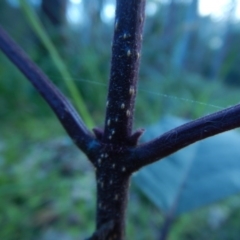 Unverified at suppressed - suppressed