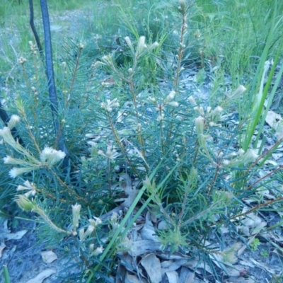 Unverified Other Shrub at Bawley Point, NSW - 29 Sep 2020 by GLemann