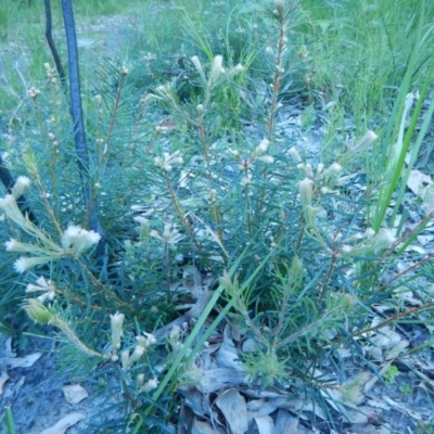 Unidentified Other Shrub at Bawley Point, NSW - 29 Sep 2020 by GLemann