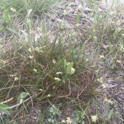 Carex inversa (Knob Sedge) at Griffith Woodland - 6 Oct 2020 by ianandlibby1