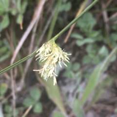 Carex inversa at Griffith, ACT - 6 Oct 2020