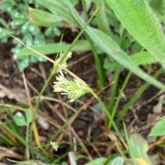 Carex inversa at Griffith, ACT - 6 Oct 2020