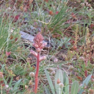 Orobanche minor at Fisher, ACT - 30 Sep 2020
