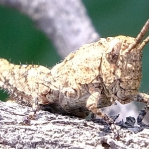 Acrididae sp. (family) at Coree, ACT - 29 Sep 2020