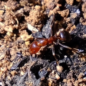 Papyrius nitidus at Coree, ACT - suppressed