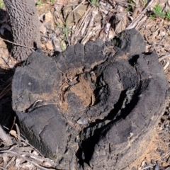 Papyrius nitidus at Coree, ACT - suppressed