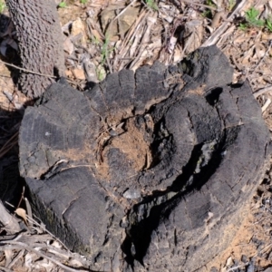 Papyrius nitidus at Coree, ACT - suppressed