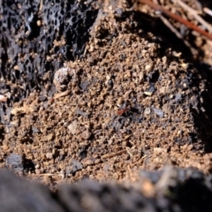 Papyrius nitidus at Coree, ACT - suppressed