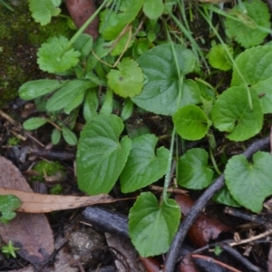 Viola odorata at Wamboin, NSW - 8 Aug 2020 07:42 PM