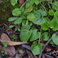 Viola odorata at Wamboin, NSW - 8 Aug 2020 07:42 PM