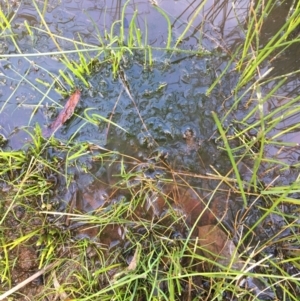 Chara sp. (genus) at Majura, ACT - 29 Sep 2020