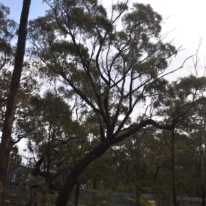 Eucalyptus bridgesiana at Wamboin, NSW - 8 Aug 2020