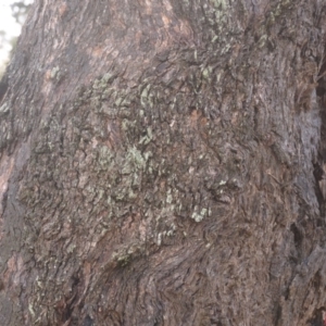 Eucalyptus bridgesiana at Wamboin, NSW - 8 Aug 2020