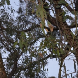 Eucalyptus bridgesiana at Wamboin, NSW - 8 Aug 2020 07:58 PM