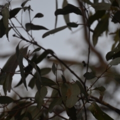 Eucalyptus bridgesiana at Wamboin, NSW - 8 Aug 2020