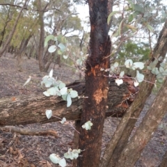 Eucalyptus bridgesiana at Wamboin, NSW - 8 Aug 2020 07:58 PM