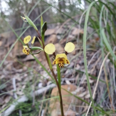 Diuris nigromontana (Black Mountain Leopard Orchid) at Black Mountain - 29 Sep 2020 by RachelG