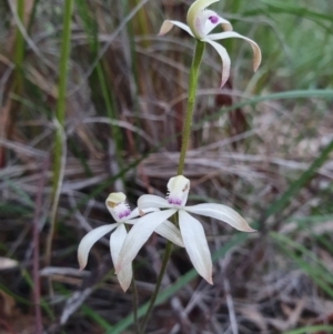 Caladenia ustulata at Downer, ACT - suppressed