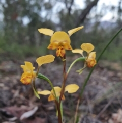 Diuris nigromontana (Black Mountain Leopard Orchid) at Downer, ACT - 29 Sep 2020 by RachelG