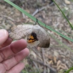 Gastrophora henricaria (Fallen-bark Looper, Beautiful Leaf Moth) at ANBG - 29 Sep 2020 by HelenCross